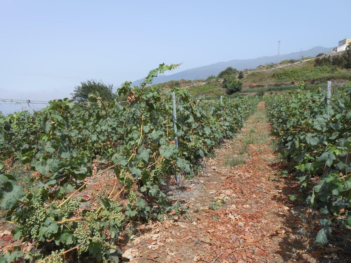 Casitas Las Uvas Y Las Vinas Los Realejos Esterno foto