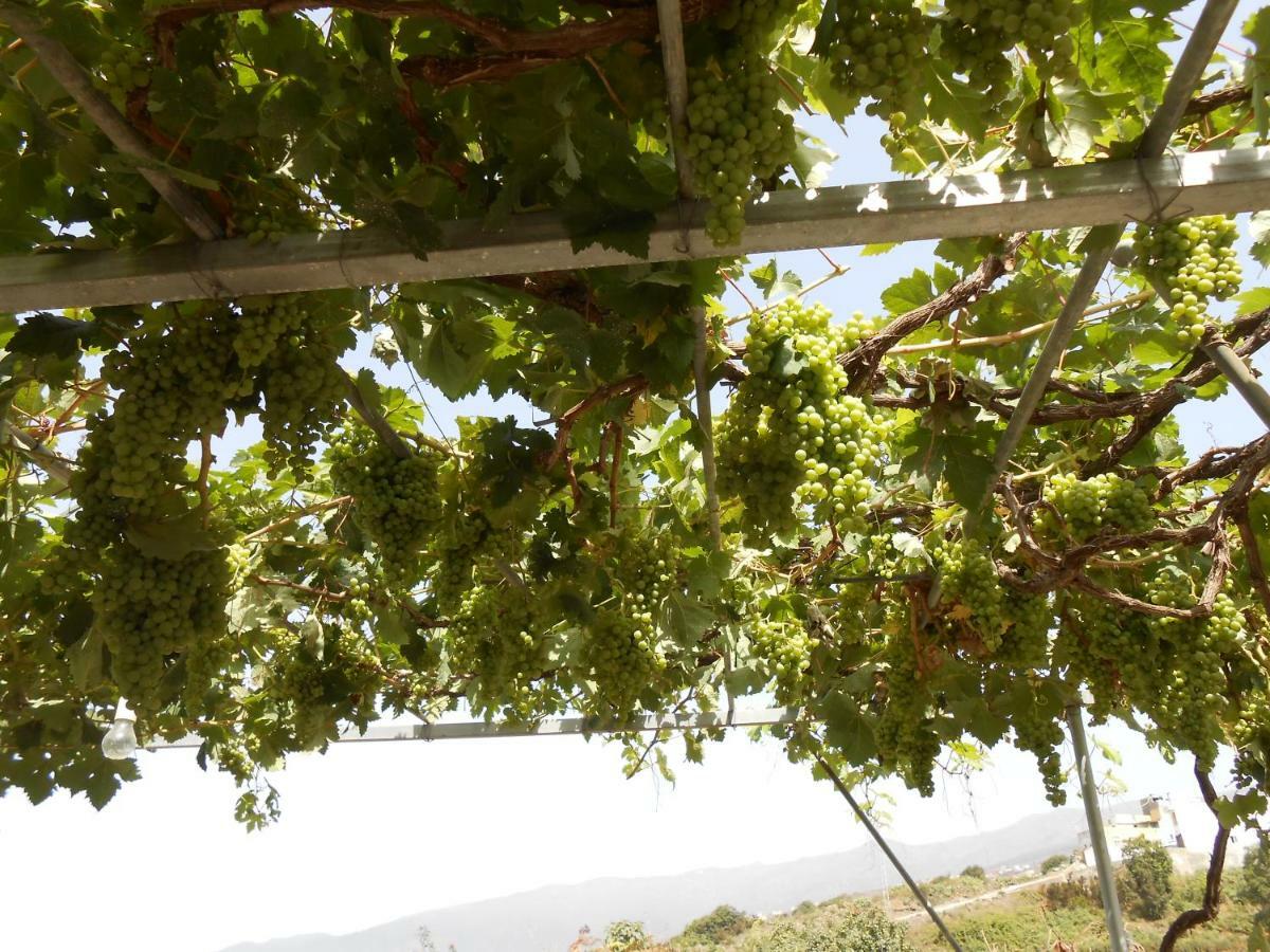 Casitas Las Uvas Y Las Vinas Los Realejos Esterno foto